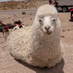 If it looks like a llama but reminds you of a sheep, it's an alpaca