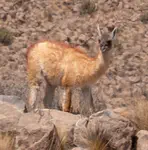 Solo male guanaco (camellid) in the wild