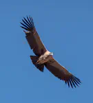 Vultur gryphus (juvenile male)