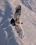 Vultur gryphus (juvenile male)