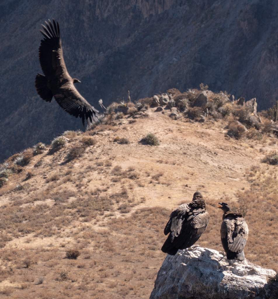 Andean Condors