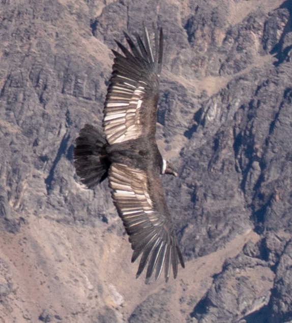 Andean Condor