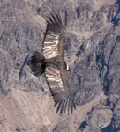 Vultur gryphus (adult male)