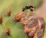 Ants harvesting nectar  from cactus flower