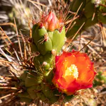 Cactus flower