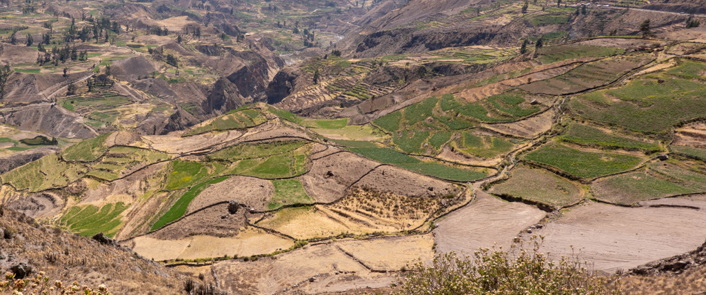 Colca canyon Terraces