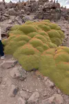 It's not a moss, it's a succulent