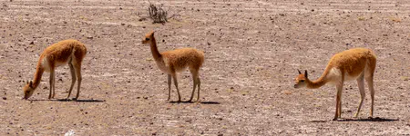 A family group of wild vicuña