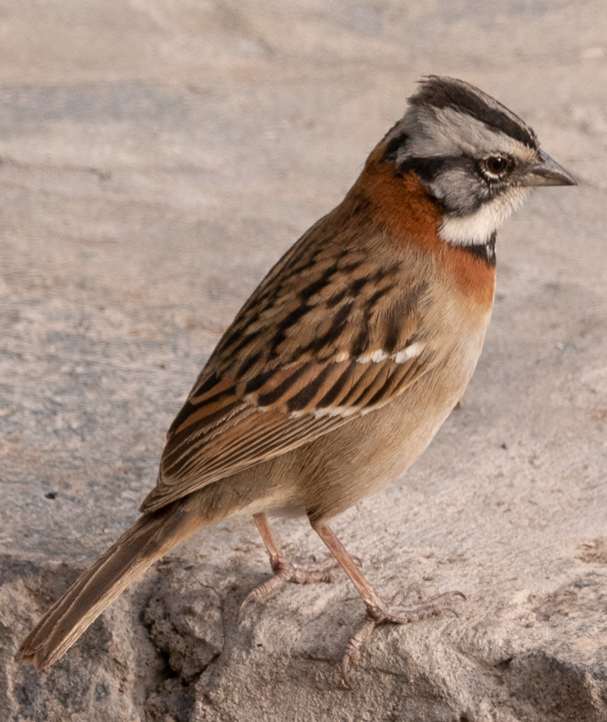 Andean Sparrow