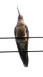 Giant Hummingbird (Patagona gigas)