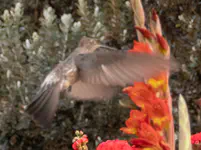 Giant Hummingbird (Patagona gigas)