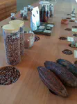 Cacao in various stages of processing
