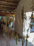 Drying herbs