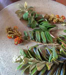 Kjolle flowers are used for coloring