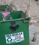 Recycled cats
