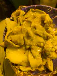 Beef tripe and potatoes with yellow chile peanut sauce
