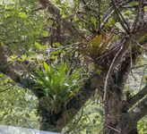 Bromeliads