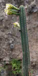 Cactus Flowers