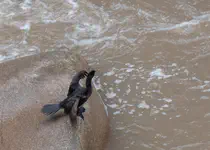 Cormorant drying itself