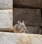 Relative of the chinchilla, lives in Machu Picchu (Lagidium peruanum)