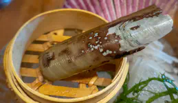 Razor Clam shell