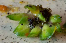 Some sort of succulent that was part of our salad.