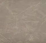 The condor
