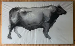 Beef steer