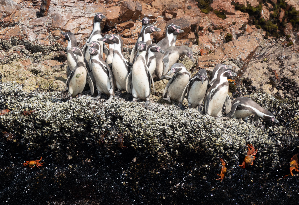 Humboldt penguins