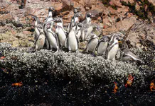 Humboldt penguins and red crabs