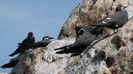 Larosterna inca, zarcillo