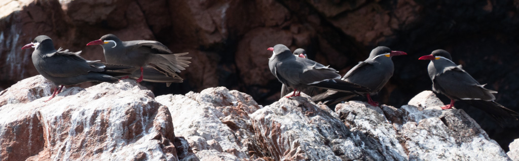Inca Tern