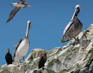 Pelecanus thagus