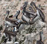 Pelecanus thagus
