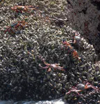 Red crabs on mussels