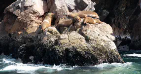 called "sea wolves"  locally.